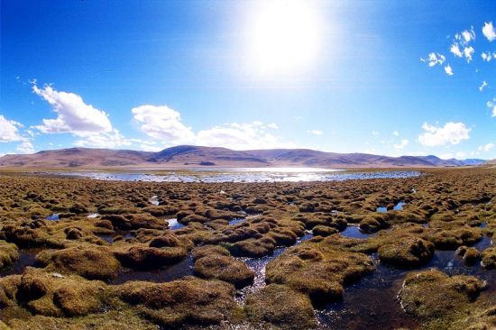 7月的可可西里：生命怒放的季节